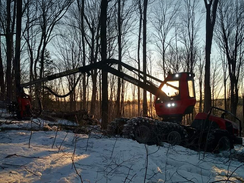 Forestry-6